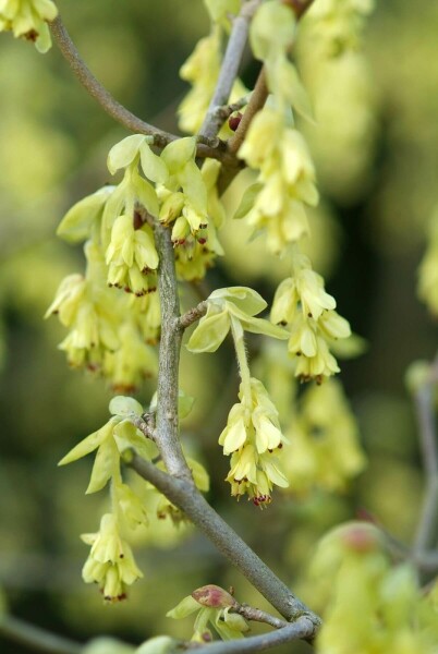 Noisetier d'hiver Corylopsis spicata Arbuste 60-80 Pot 10 l (C10) Corylopsis spicata arbuste 60-80 cm