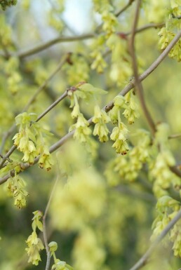 Noisetier d'hiver Corylopsis spicata Arbuste 60-80 Pot 10 l (C10) Corylopsis spicata arbuste 60-80 cm