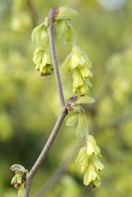 Noisetier d'hiver Corylopsis spicata Arbuste 60-80 Pot 12 l (C12) Corylopsis spicata arbuste 60-80 cm