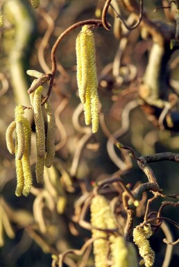 Corylus avellana 'Contorta' C12 100-120