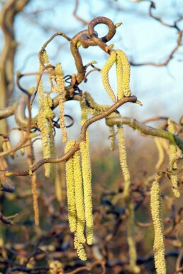 Corylus avellana 'Contorta' C12 100-120