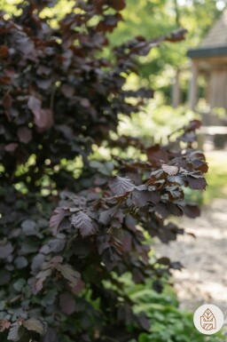 Corylus avellana 'Rode Zellernoot' arbuste 100-120 cm