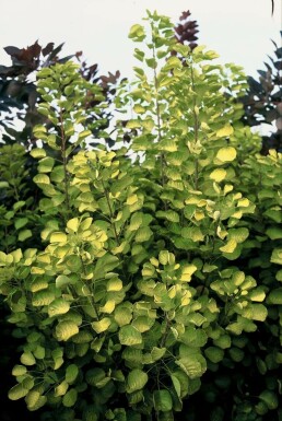 Cotinus coggygria 'Golden Spirit' C12 60-80