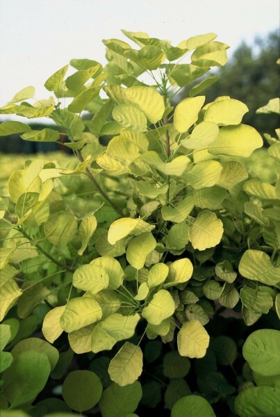 Cotinus coggygria 'Golden Spirit'