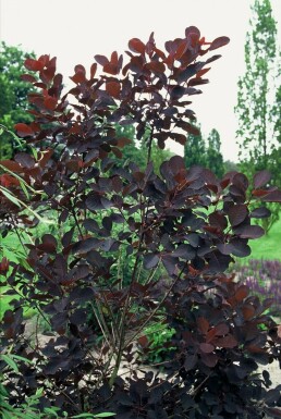 Arbre à perruque Cotinus coggygria 'Royal Purple' Arbuste 20-30 Pot 2 l (C2)