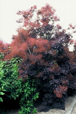 Arbre à perruque Cotinus coggygria 'Royal Purple' Arbuste 20-30 Pot 2 l (C2)