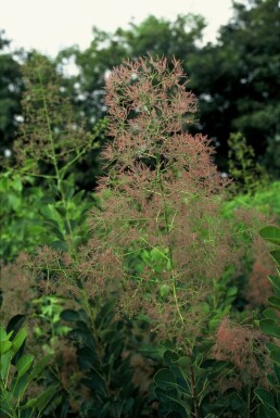 Arbre à perruque Cotinus coggygria 'Young Lady' Arbuste 30-40 Pot 2 l (C2)