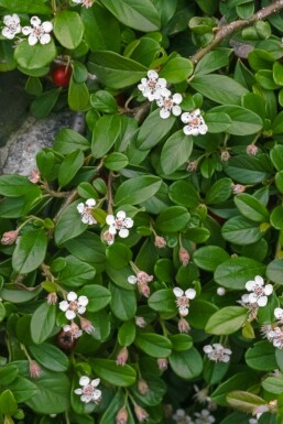 Cotoneaster dammeri