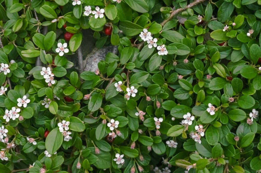 Cotonéaster de Dammer Cotoneaster dammeri 5-10 Pot 9x9 cm (P9) Cotoneaster dammeri