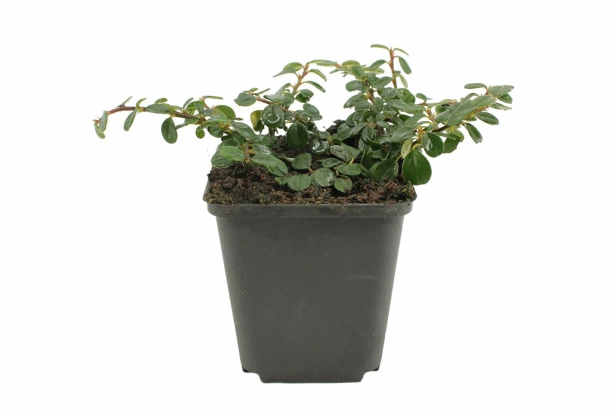 Cotonéaster Cotoneaster procumbens 'Queen of Carpets' 5-10 Pot 9x9 cm (P9) Cotoneaster procumbens 'Queen of Carpets'