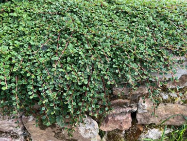 Cotonéaster Cotoneaster procumbens 'Queen of Carpets' 5-10 Pot 9x9 cm (P9) Cotoneaster procumbens 'Queen of Carpets'