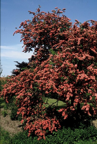 Aubépine à deux styles Crataegus laevigata 'Paul's Scarlet' Arbuste 100-120 Pot 12 l (C12) Crataegus laevigata 'Paul's Scarlet' arbuste 100-120 cm