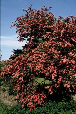 Aubépine à deux styles Crataegus laevigata 'Paul's Scarlet' Arbuste 100-120 Pot 12 l (C12)