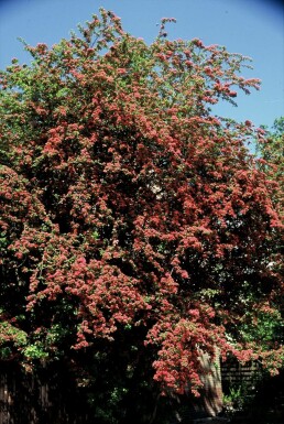 Aubépine à deux styles Crataegus laevigata 'Paul's Scarlet' Arbuste 100-120 Pot 12 l (C12)