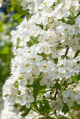 Aubépine à deux styles Crataegus laevigata 'Plena' Arbuste 100-125 Pot 12 l (C12) Crataegus laevigata 'Plena' arbuste 100-125 cm