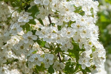Aubépine à deux styles Crataegus laevigata 'Plena' Arbuste 100-125 Pot 12 l (C12) Crataegus laevigata 'Plena' arbuste 100-125 cm