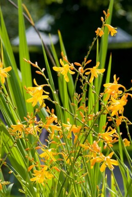 Crocosmie Crocosmia 'George Davison' 5-10 Pot 9x9 cm (P9)