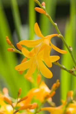 Crocosmie Crocosmia 'George Davison' 5-10 Pot 9x9 cm (P9) Crocosmia 'George Davison'