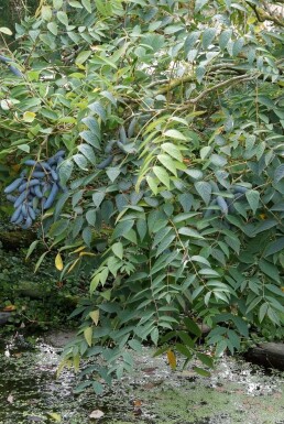 Arbre aux haricots bleus Decaisnea fargesii Arbuste 80-100 Pot 12 l (C12)