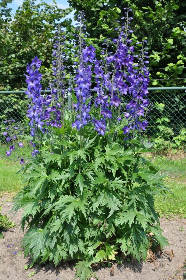 Dauphinelle élevée Delphinium elatum 'Black Knight' 5-10 Pot 9x9 cm (P9) Delphinium elatum 'Black Knight'