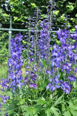 Dauphinelle élevée Delphinium elatum 'Black Knight' 5-10 Pot 9x9 cm (P9) Delphinium elatum 'Black Knight'