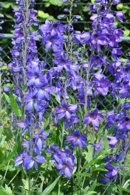 Dauphinelle élevée Delphinium elatum 'Black Knight' 5-10 Pot 9x9 cm (P9) Delphinium elatum 'Black Knight'