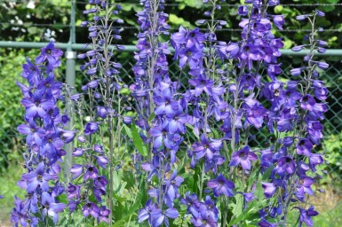 Dauphinelle élevée Delphinium elatum 'Black Knight' 5-10 Pot 9x9 cm (P9) Delphinium elatum 'Black Knight'