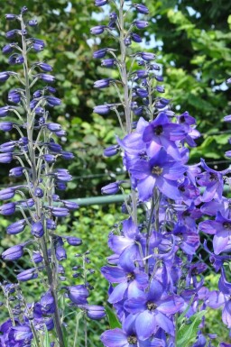 Dauphinelle élevée Delphinium elatum 'Black Knight' 5-10 Pot 9x9 cm (P9) Delphinium elatum 'Black Knight'