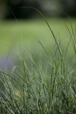 Canche cespiteuse Deschampsia cespitosa 5-10 Pot 9x9 cm (P9) Deschampsia cespitosa