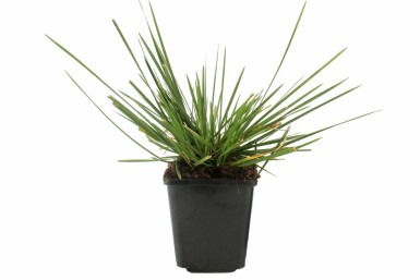 Canche cespiteuse Deschampsia cespitosa 'Goldschleier' 5-10 Pot 9x9 cm (P9) Deschampsia cespitosa 'Goldschleier'
