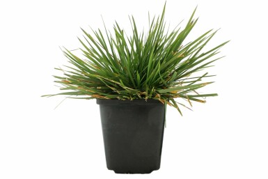 Canche cespiteuse Deschampsia cespitosa 'Goldtau' 5-10 Pot 9x9 cm (P9) Deschampsia cespitosa 'Goldtau'