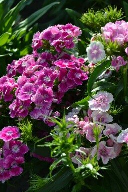 ÅÂillet barbu Dianthus barbatus 'Indianer Teppich' 5-10 Pot 9x9 cm (P9) Dianthus barbatus 'Indianer Teppich'