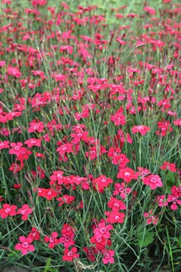 ÅÂillet deltoïde Dianthus deltoides 'Brilliant' 5-10 Pot 9x9 cm (P9)