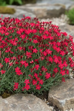 ÅÂillet deltoïde Dianthus deltoides 'Flashing Light' 5-10 Pot 9x9 cm (P9) Dianthus deltoides 'Flashing Light'
