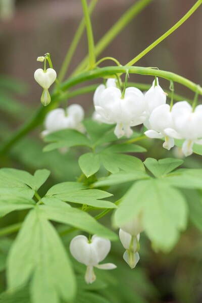 Dicentra admirable Dicentra spectabilis 'Alba' 5-10 Pot 9x9 cm (P9) Dicentra spectabilis 'Alba'