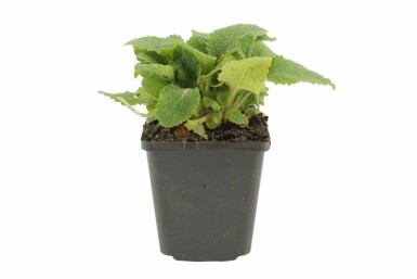 Digitale pourpre Digitalis purpurea 5-10 Pot 9x9 cm (P9) Digitalis purpurea