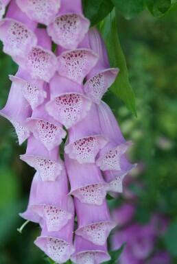 Digitale pourpre Digitalis purpurea 5-10 Pot 9x9 cm (P9)