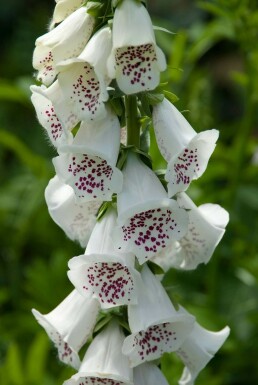 Digitalis purpurea 'Alba'