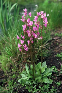 Gyroselle de Virginie Dodecatheon meadia 5-10 Pot 9x9 cm (P9)