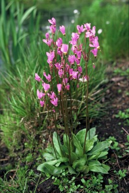 Gyroselle de Virginie Dodecatheon meadia 5-10 Pot 9x9 cm (P9) Dodecatheon meadia