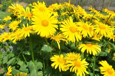 Doronic du Caucase Doronicum orientale 5-10 Pot 9x9 cm (P9) Doronicum orientale