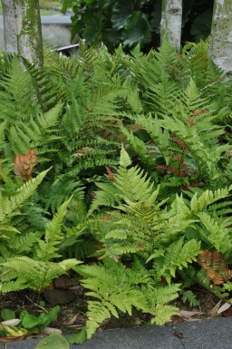 Dryoptéride à sores rouges Dryopteris erythrosora 5-10 Pot 9x9 cm (P9) Dryopteris erythrosora