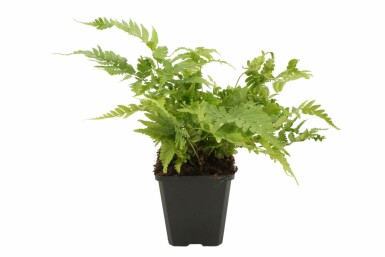 Dryoptéride à sores rouges Dryopteris erythrosora 5-10 Pot 9x9 cm (P9) Dryopteris erythrosora