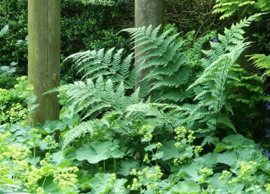 Dryoptéride fougère-mâle Dryopteris filix-mas 5-10 Pot 9x9 cm (P9) Dryopteris filix-mas