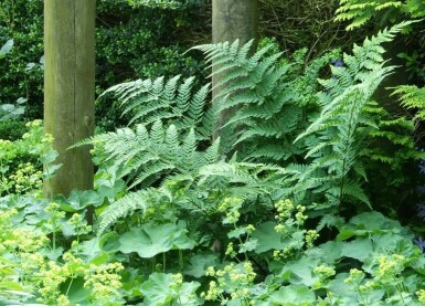 Dryoptéride fougère-mâle Dryopteris filix-mas 5-10 Pot 9x9 cm (P9)