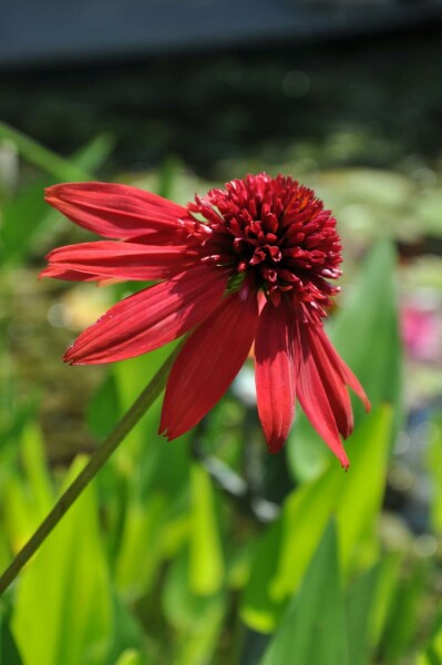 Échinacée Echinacea 'Eccentric' 5-10 Pot 9x9 cm (P9) Echinacea 'Eccentric'