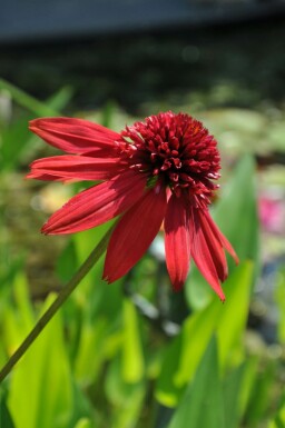 Échinacée Echinacea 'Eccentric' 5-10 Pot 9x9 cm (P9) Echinacea 'Eccentric'