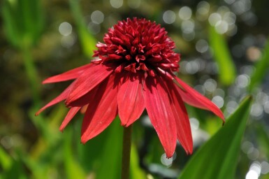 Échinacée Echinacea 'Eccentric' 5-10 Pot 9x9 cm (P9) Echinacea 'Eccentric'