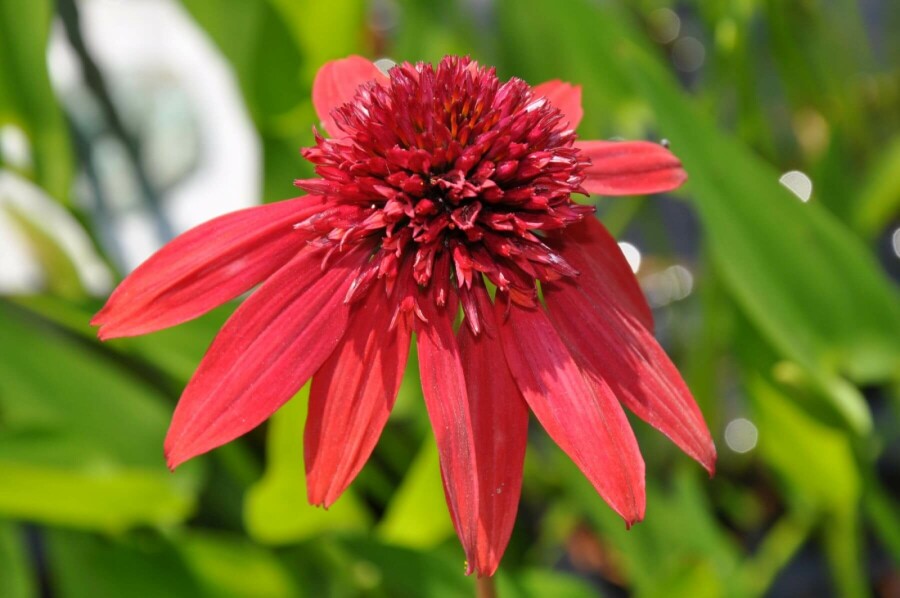 Échinacée Echinacea 'Eccentric' 5-10 Pot 9x9 cm (P9) Echinacea 'Eccentric'