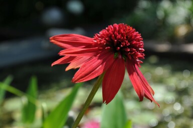 Échinacée Echinacea 'Eccentric' 5-10 Pot 9x9 cm (P9) Echinacea 'Eccentric'